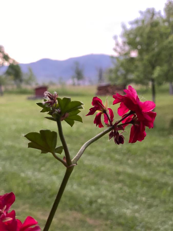 Pensiunea Martuca Surdesti  Buitenkant foto